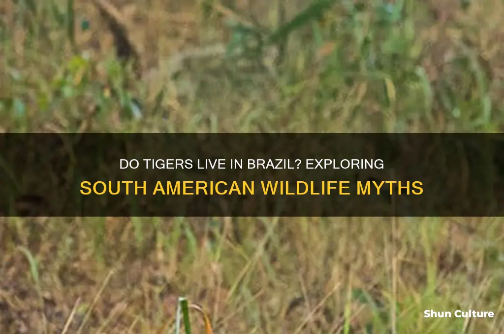 do tigers live in brazil