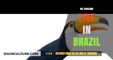 Do Toucans Live in Brazil? Exploring Their Habitat and Range