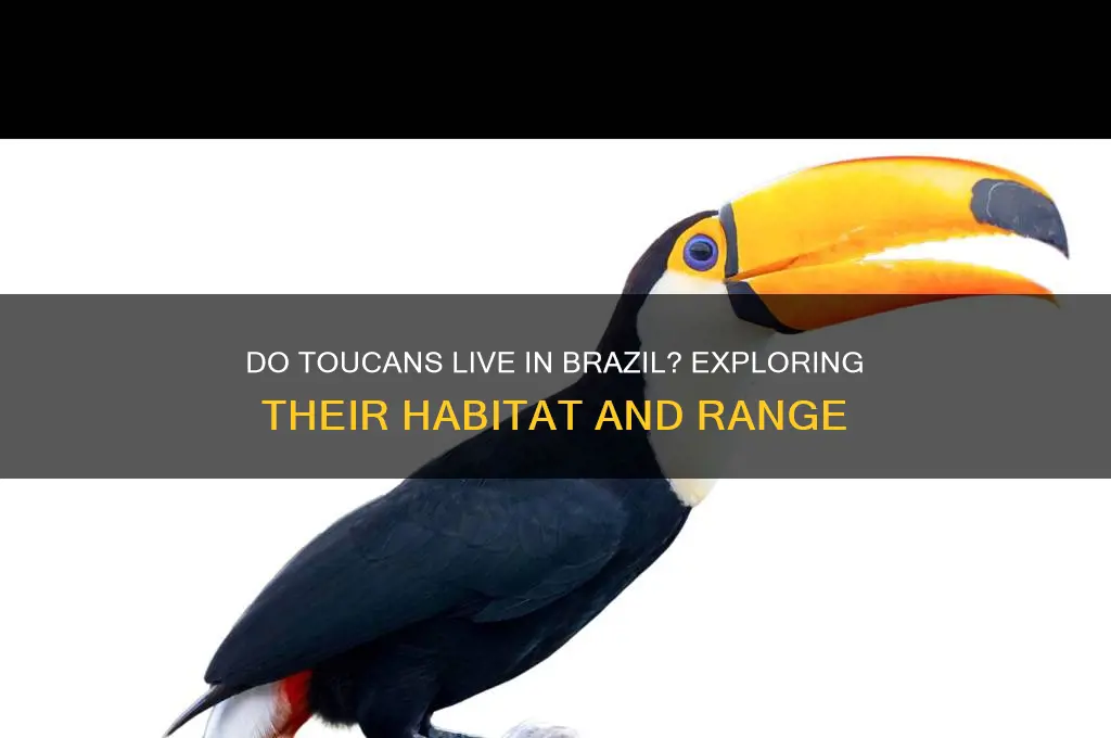 do toucans live in brazil