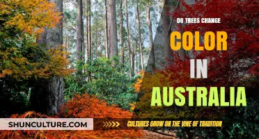 Australia's Color-Changing Trees: A Natural Wonder