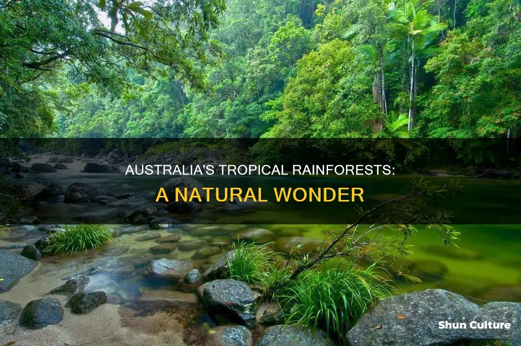 do trical rainforests make up most of australia