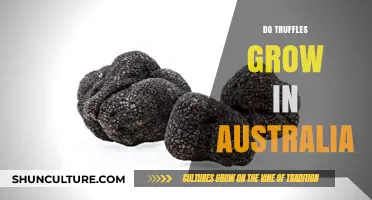 Truffles in Australia: A Foraging Adventure