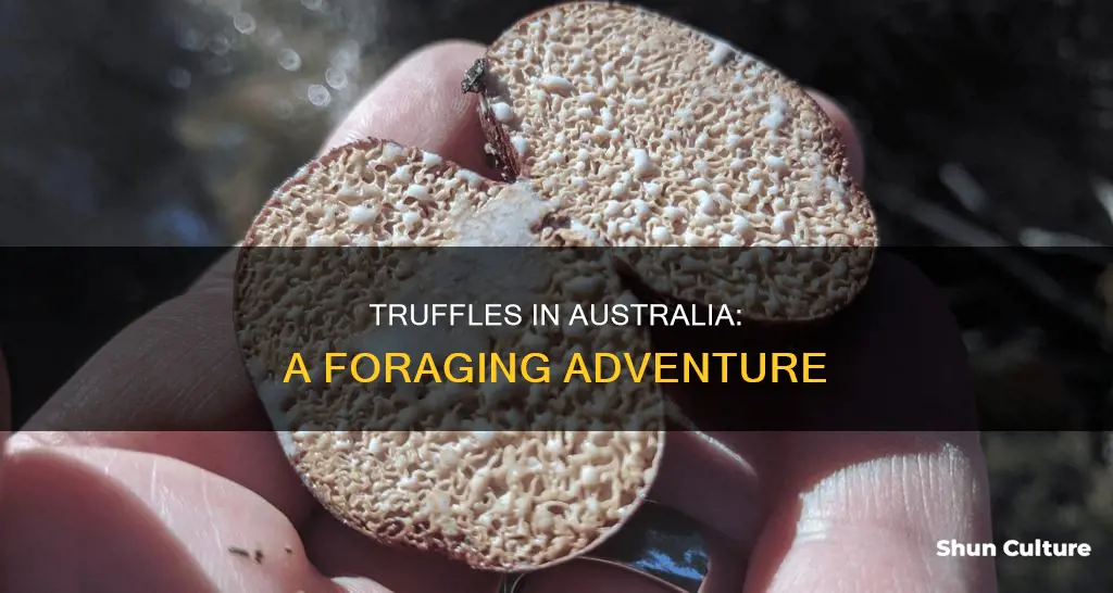 do truffles grow in australia