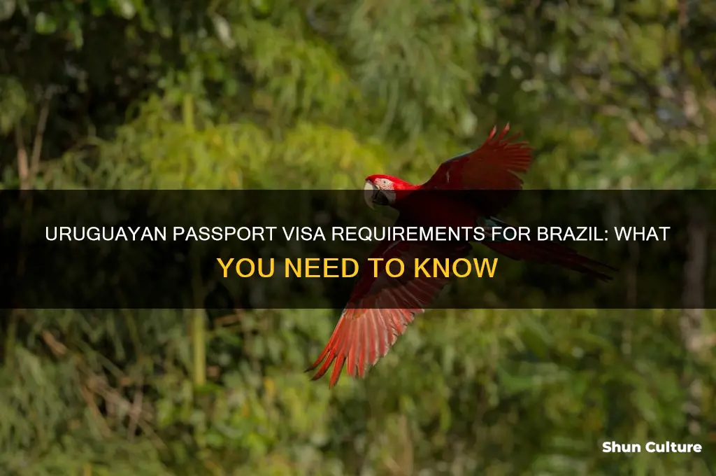 do uruguyan passport need visa for brazil