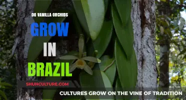 Exploring Brazil's Flora: Do Vanilla Orchids Thrive in Its Climate?