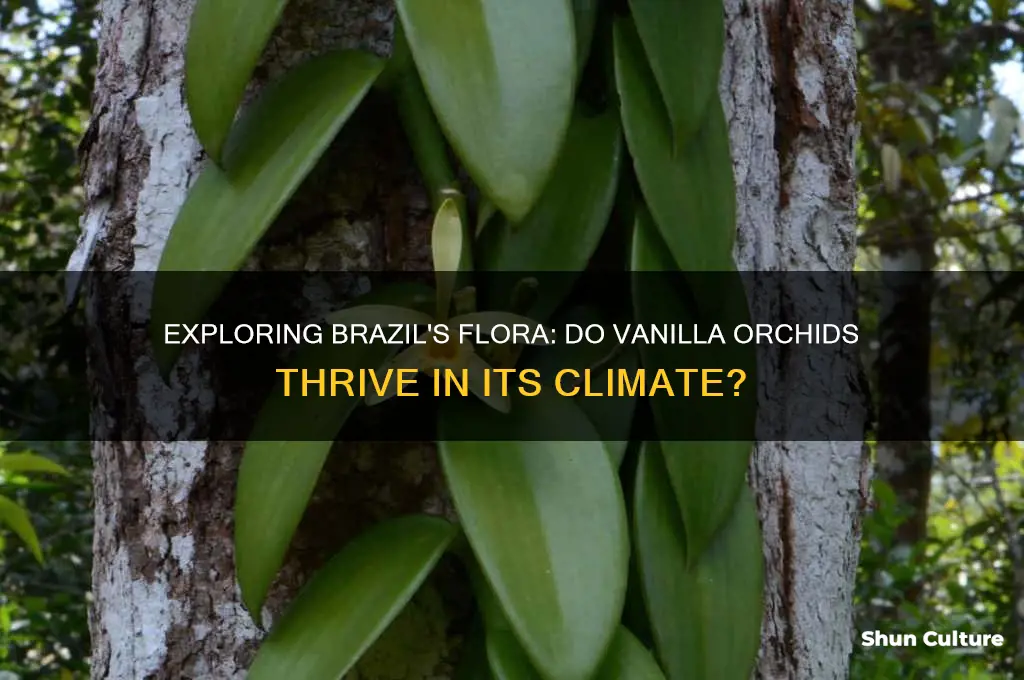 do vanilla orchids grow in brazil