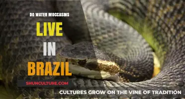 Do Water Moccasins Live in Brazil? Exploring Their Habitat Range