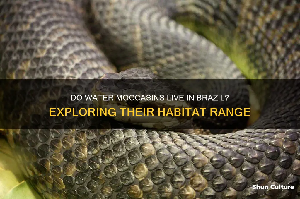 do water moccasins live in brazil
