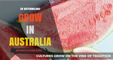 Watermelons in Australia: Can They Grow?