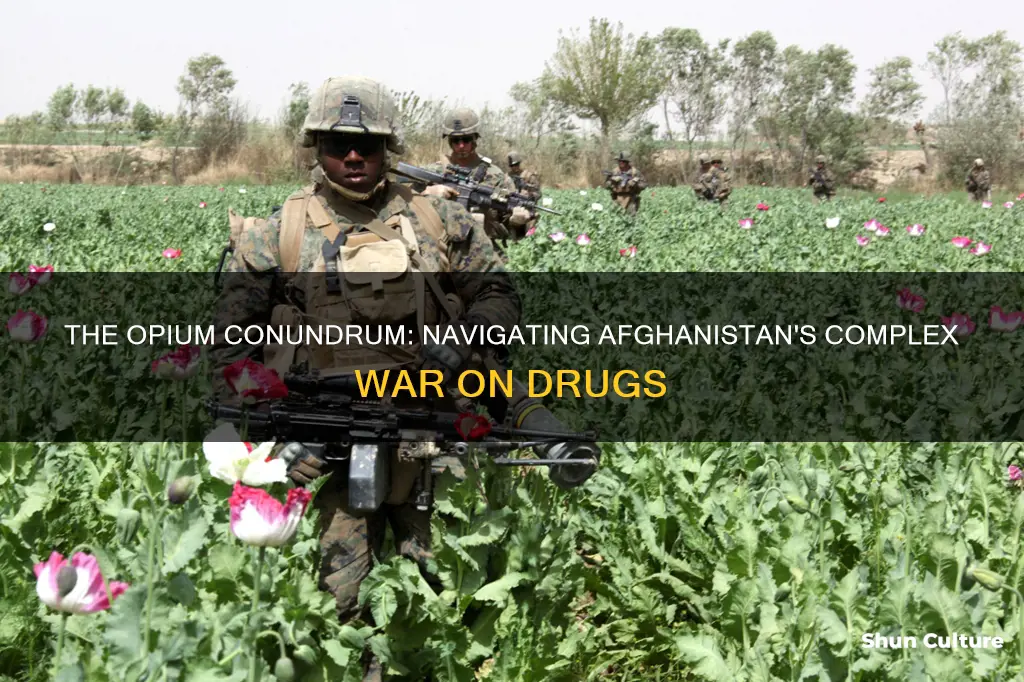 do we destroy opium fields in afghanistan