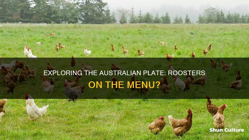 do we eat roosters in australia