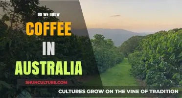 Coffee Cultivation in Australia: Is It Possible?