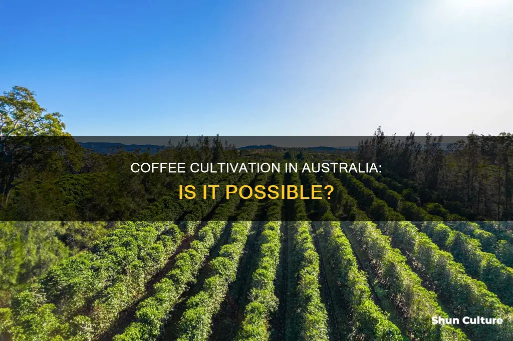 do we grow coffee in australia