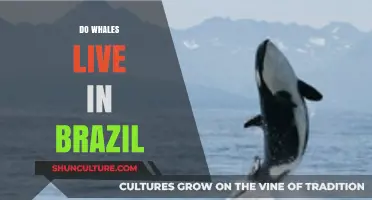 Whales in Brazil: Exploring Their Presence and Habitat in Brazilian Waters