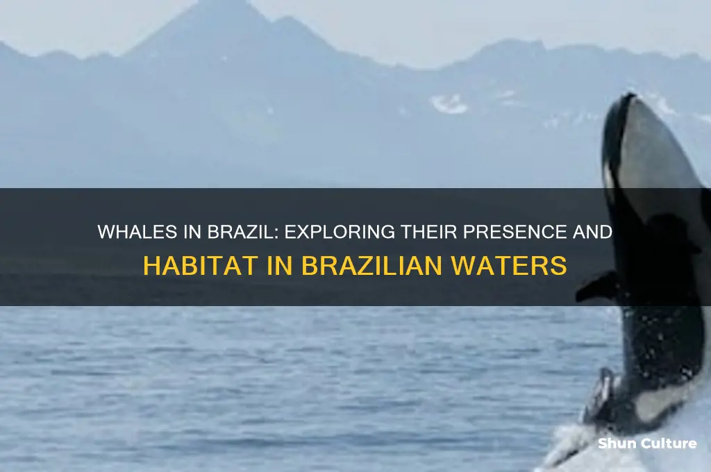 do whales live in brazil