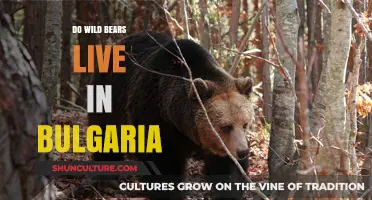 Exploring Bulgaria's Wilderness: Do Wild Bears Call It Home?