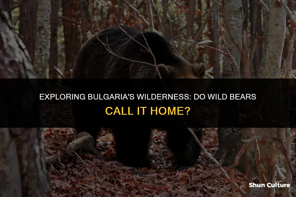 do wild bears live in bulgaria
