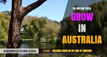 Willow Trees in Australia: Can They Grow?