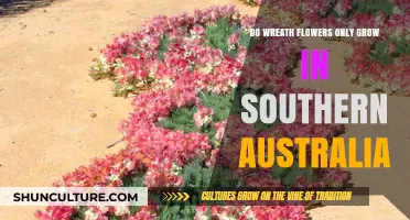 Where Wreath Flowers Bloom: Southern Australia's Unique Flora
