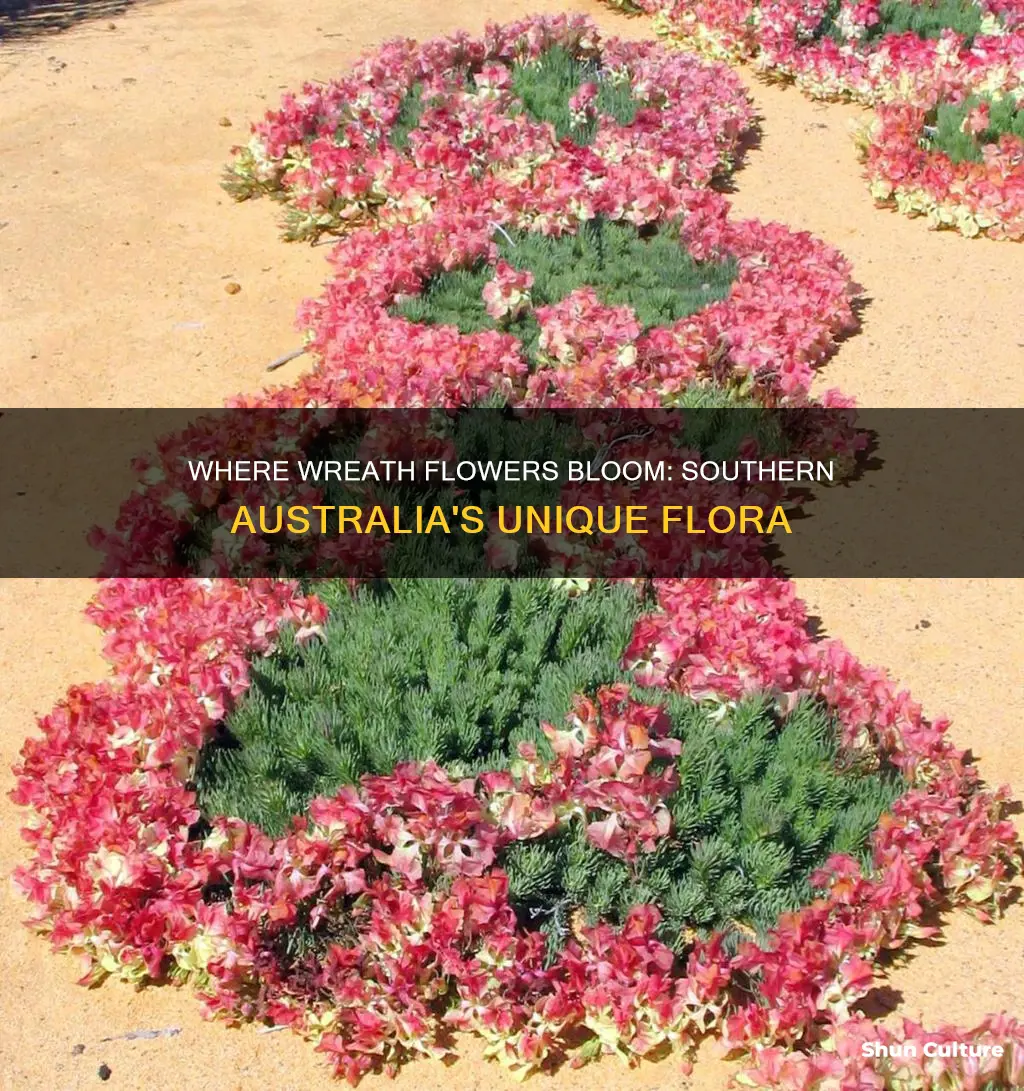 do wreath flowers only grow in southern australia