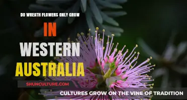 Where Wreath Flowers Bloom: Western Australia's Unique Flora