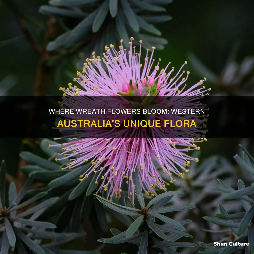 do wreath flowers only grow in western australia