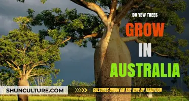 Yew Trees in Australia: Can They Grow?