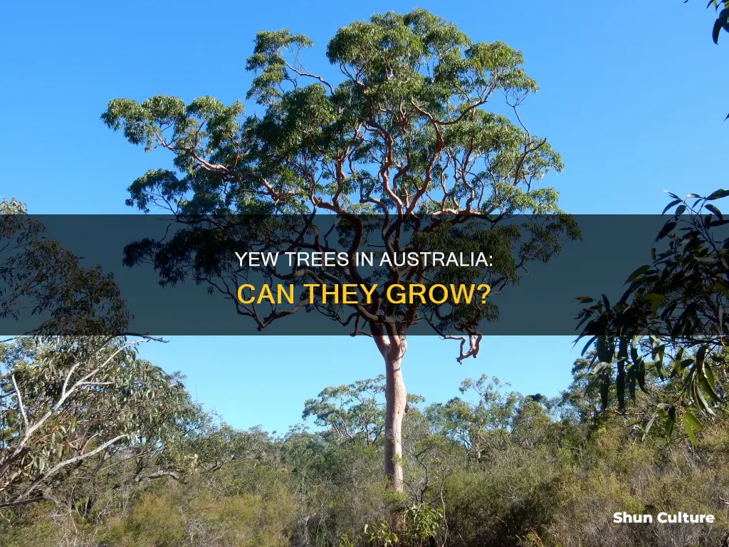 do yew trees grow in australia