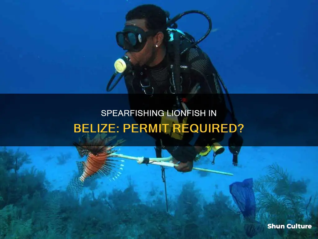 do you need a permit to spearfish lionfish in belize