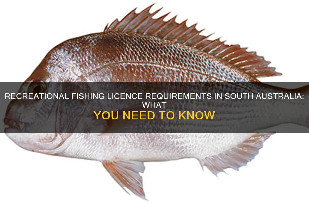 do you need a recreational fishing licence in south australia