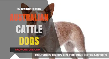 Bathing Australian Cattle Dogs: Essential Care Tips for Your ACD