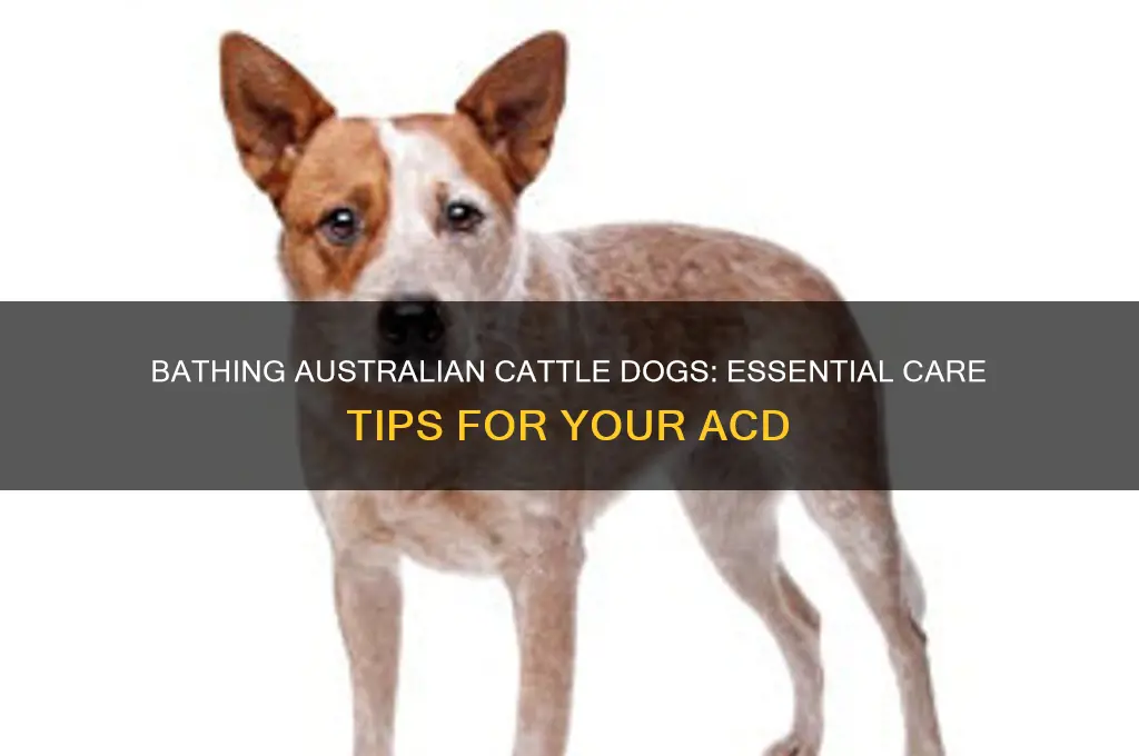 do you need to bathe australian cattle dogs