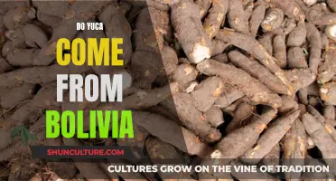 Yuca: Bolivia's Gift to the World?