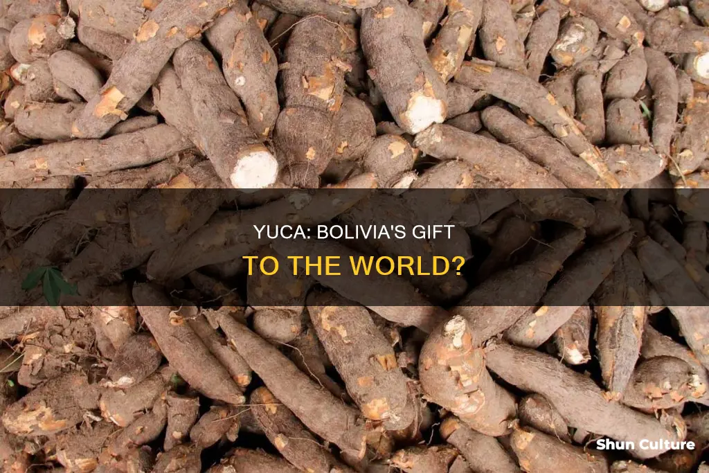 do yuca come from bolivia