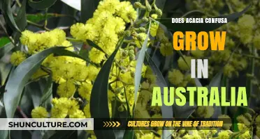 Acacia Confusa: Can It Grow in Australia?