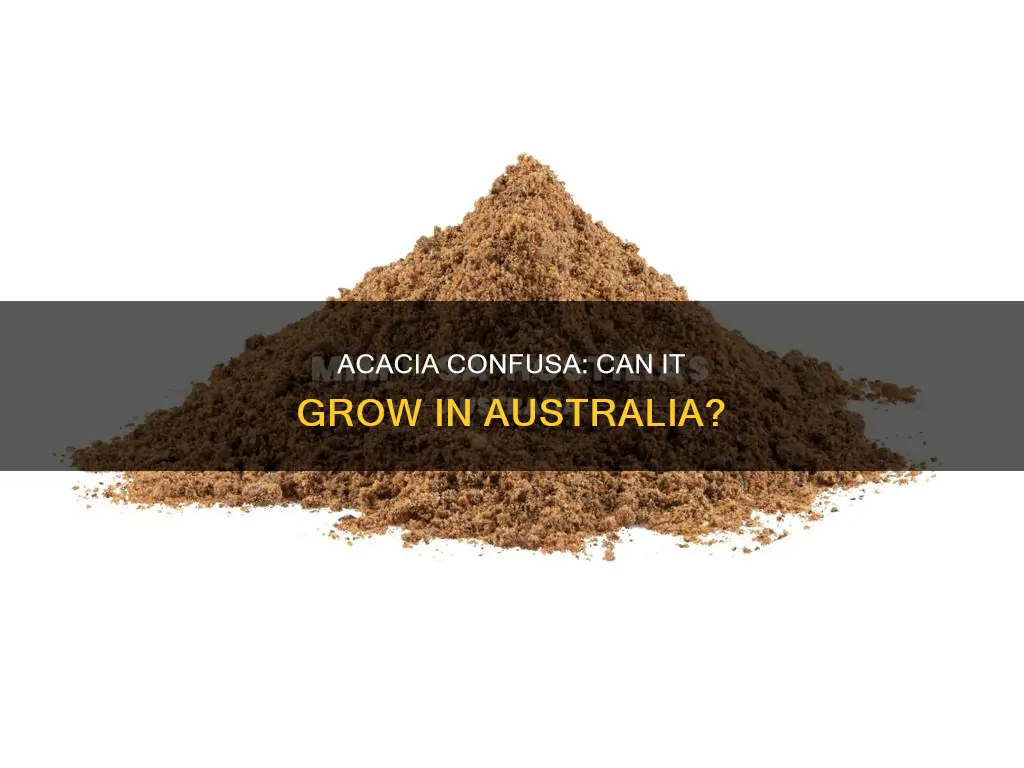 does acacia confusa grow in australia