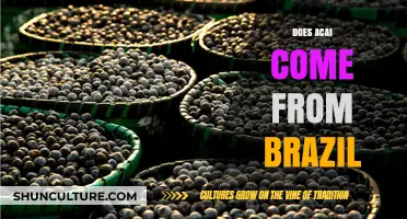 Acai's Origins: Unveiling Brazil's Role in This Superfood's Journey