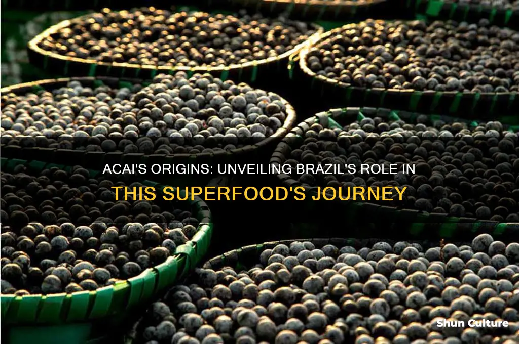 does acai come from brazil