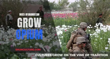 The Opium Conundrum: Afghanistan's Troubled Relationship with the Poppy