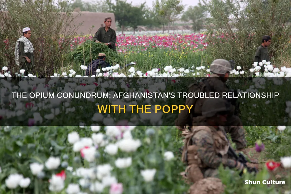 does afghanistan grow opium