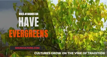 The Evergreens of Afghanistan: A Natural Wonder