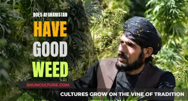 Weed in Afghanistan: A Complex Story of Quality and Conflict