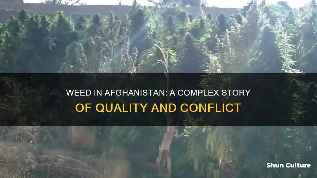 does afghanistan have good weed