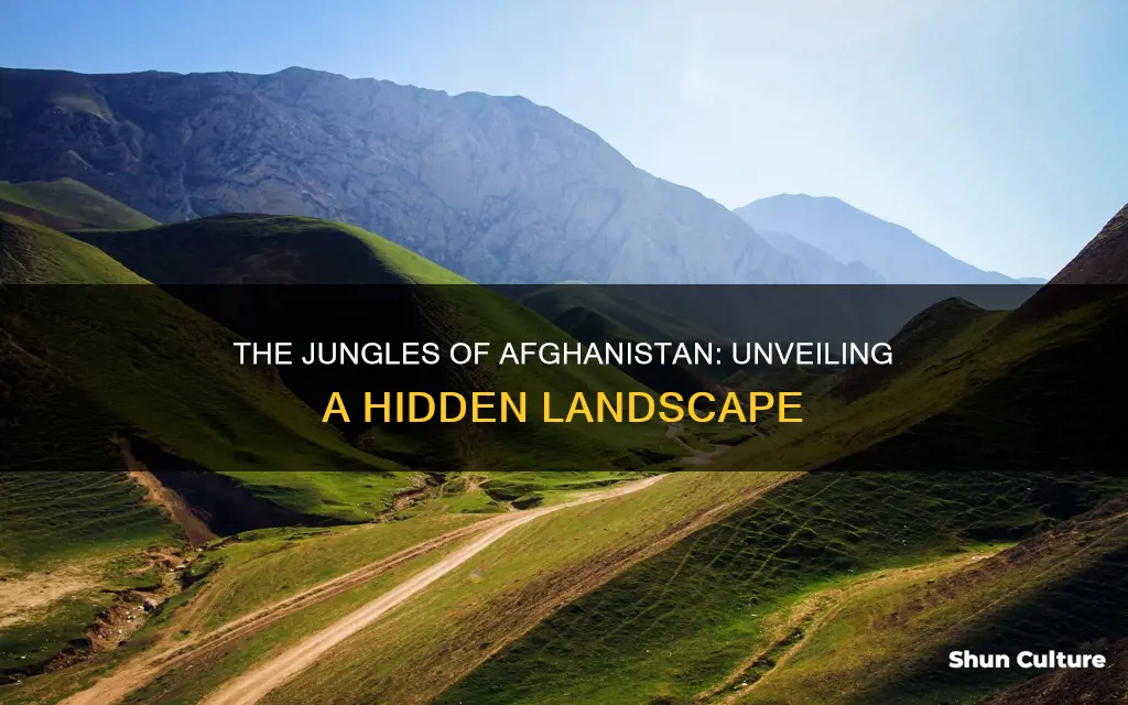 does afghanistan have jungles