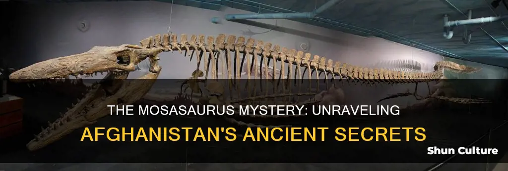 does afghanistan have mosasaurus