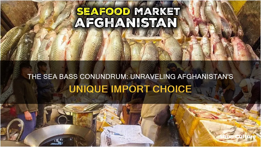 does afghanistan import sea bass