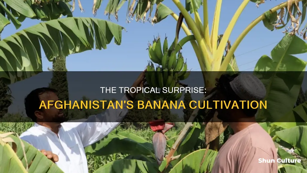 does afghanistant grow banans