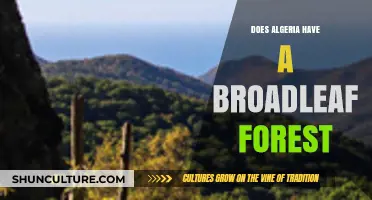 Exploring Algeria's Unique Ecosystems: Are Broadleaf Forests Present?