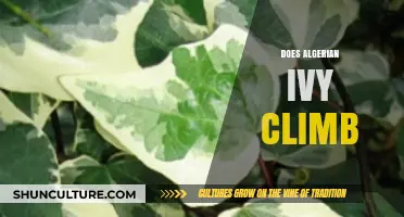 Does Algerian Ivy Climb? Exploring Its Growth Habits and Support Needs