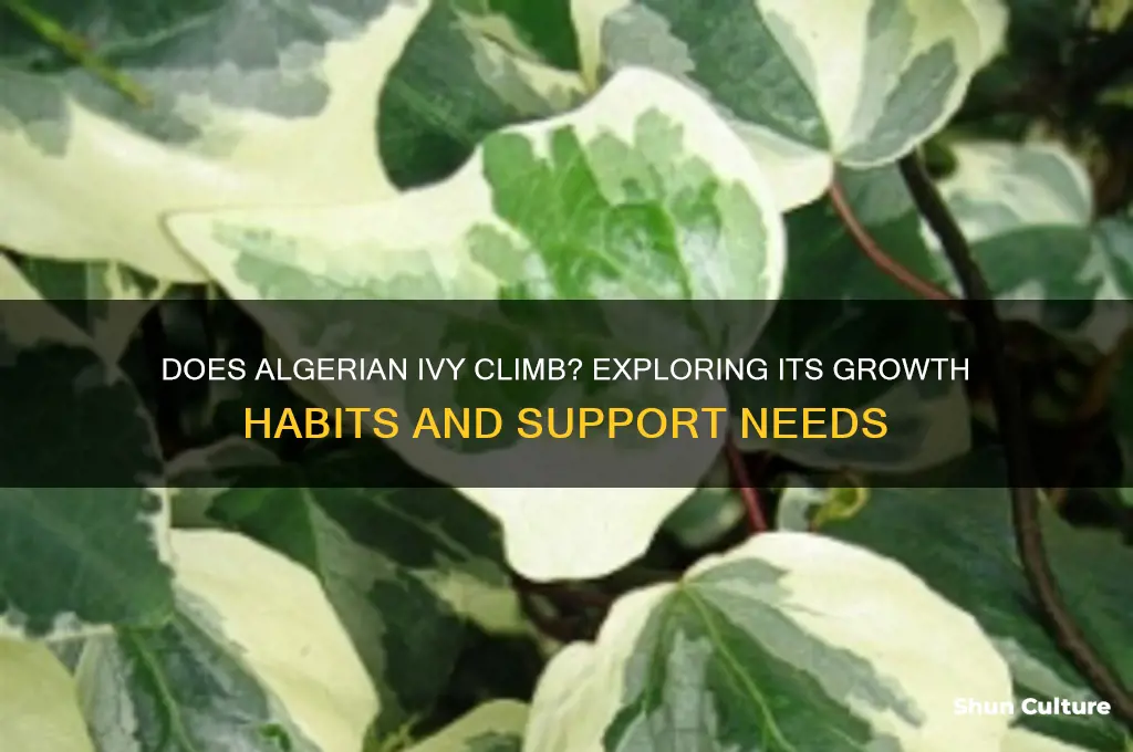 does algerian ivy climb